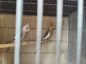 Cockatiel Bird