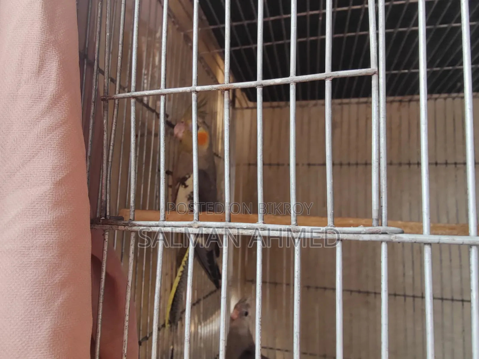 Cockatiel Bird