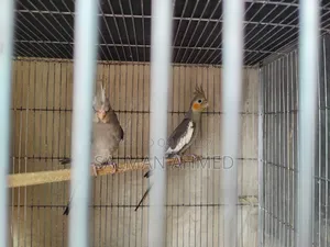 Cockatiel Bird