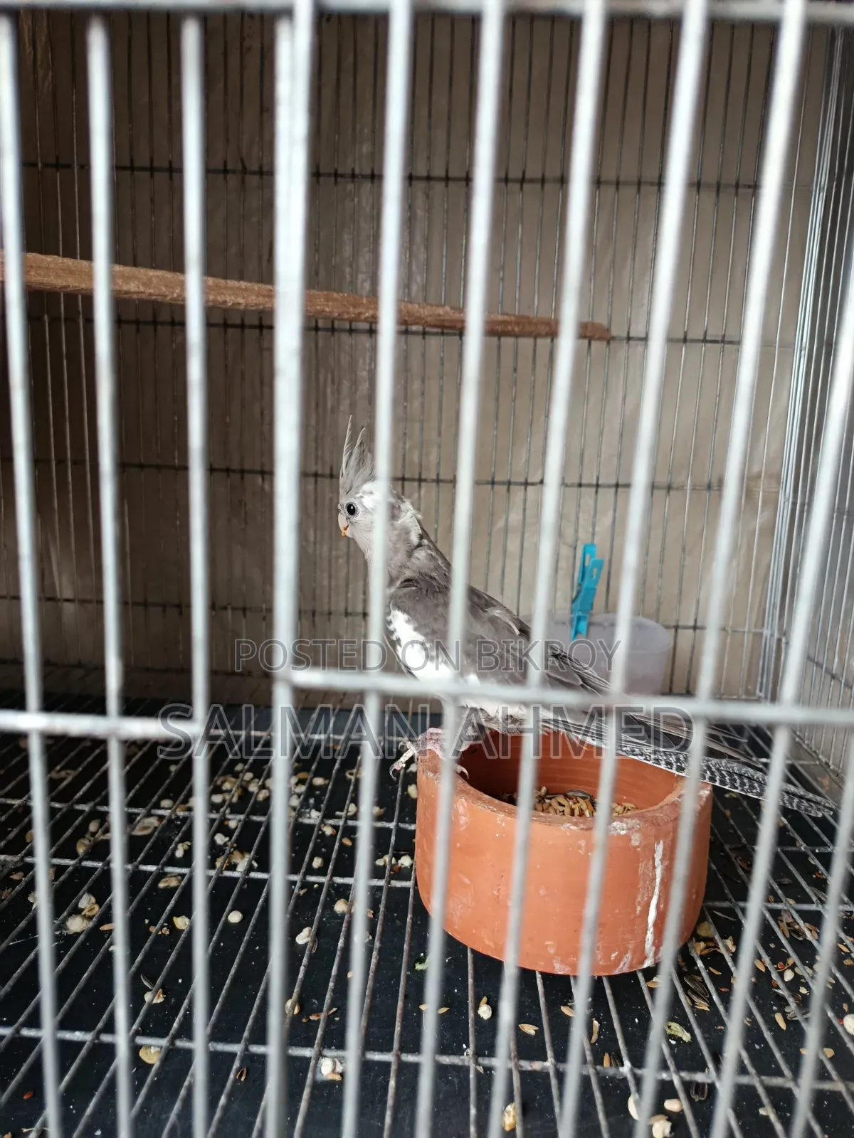 Cockatiel Bird