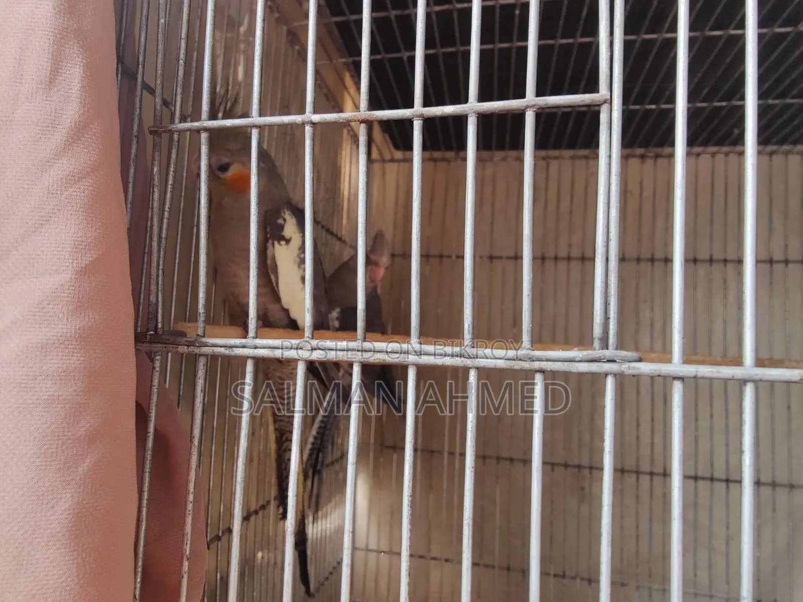 Cockatiel Bird