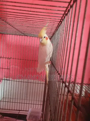Runni Female Cocktail Bird