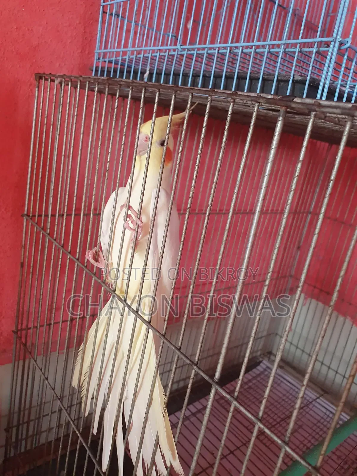 Runni Female Cocktail Bird