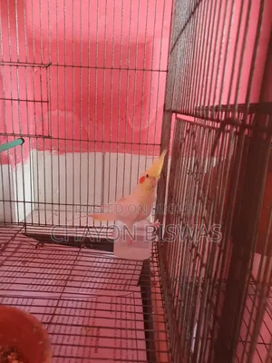 Runni Female Cocktail Bird