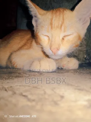 1-3 months Male Mixed Breed Persian