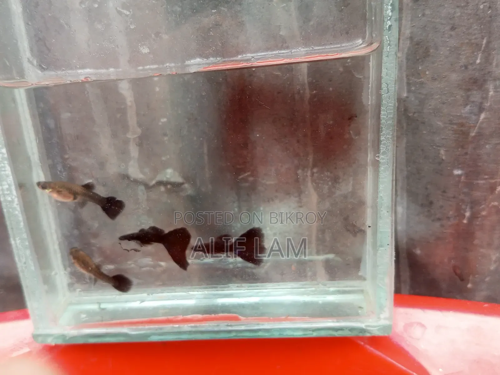 Guppy Fish