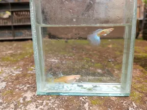 Guppy Fish