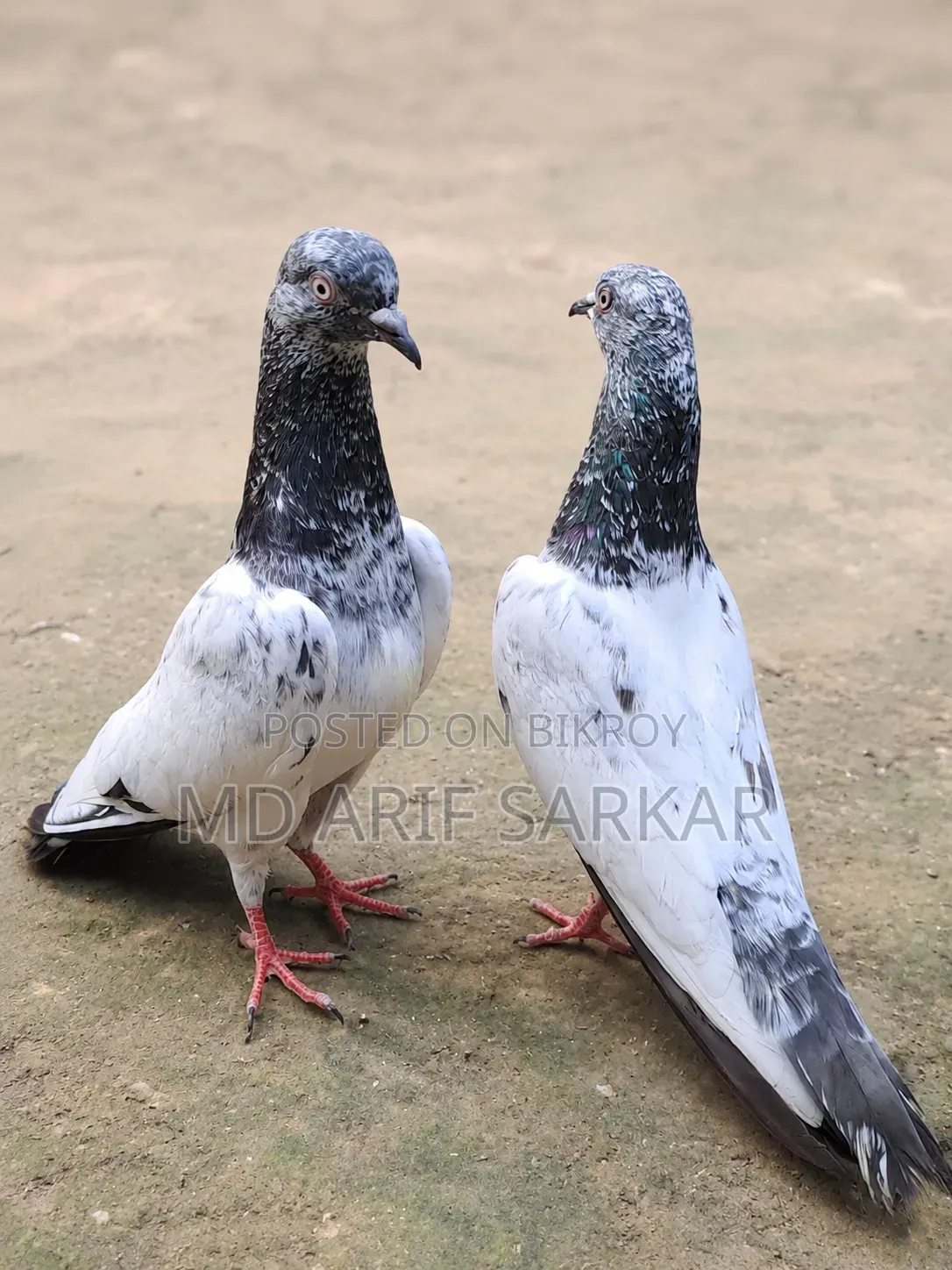 Pigeon
