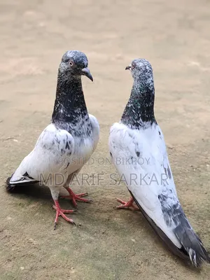 Pigeon
