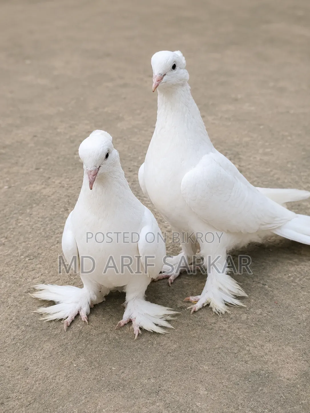 Pigeon