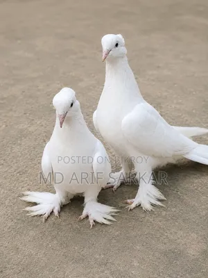 Pigeon