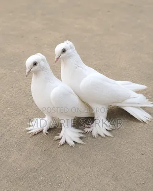 Pigeon