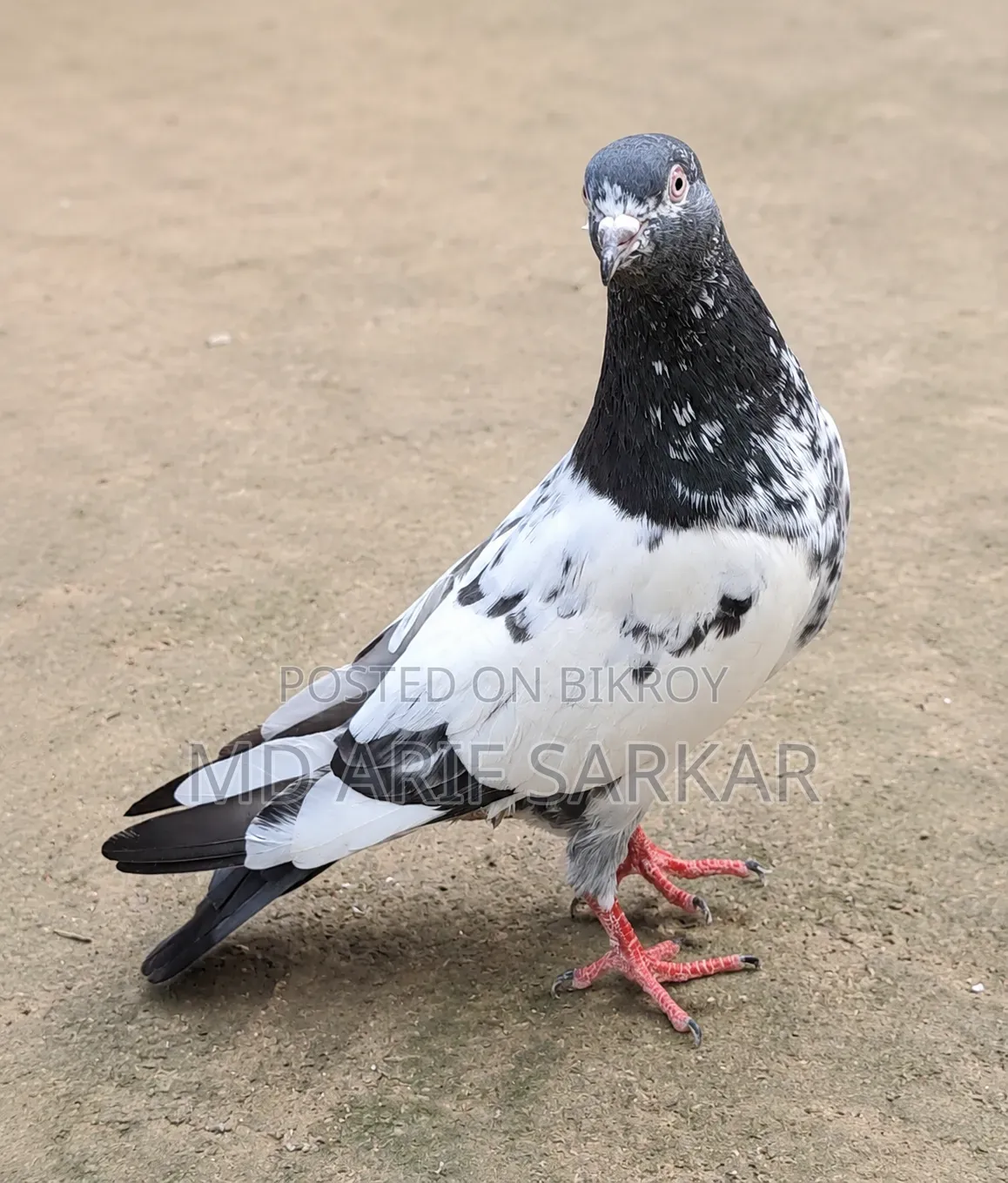 Pigeon