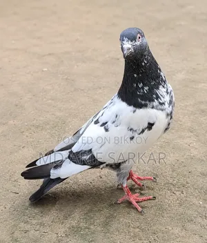 Pigeon