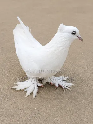 Pigeon