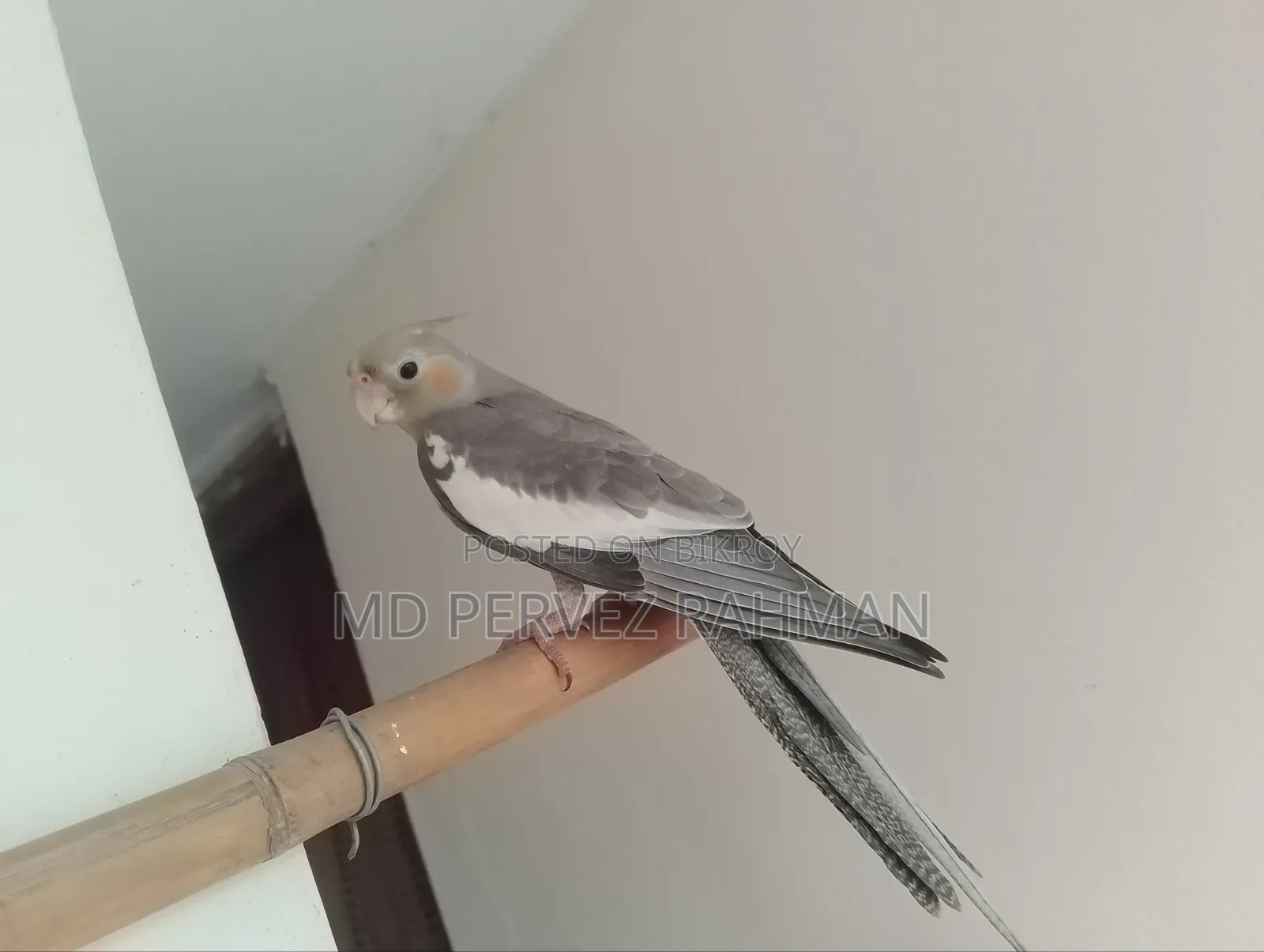 ককাটেল মেইল