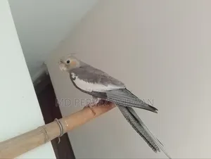 ককাটেল মেইল