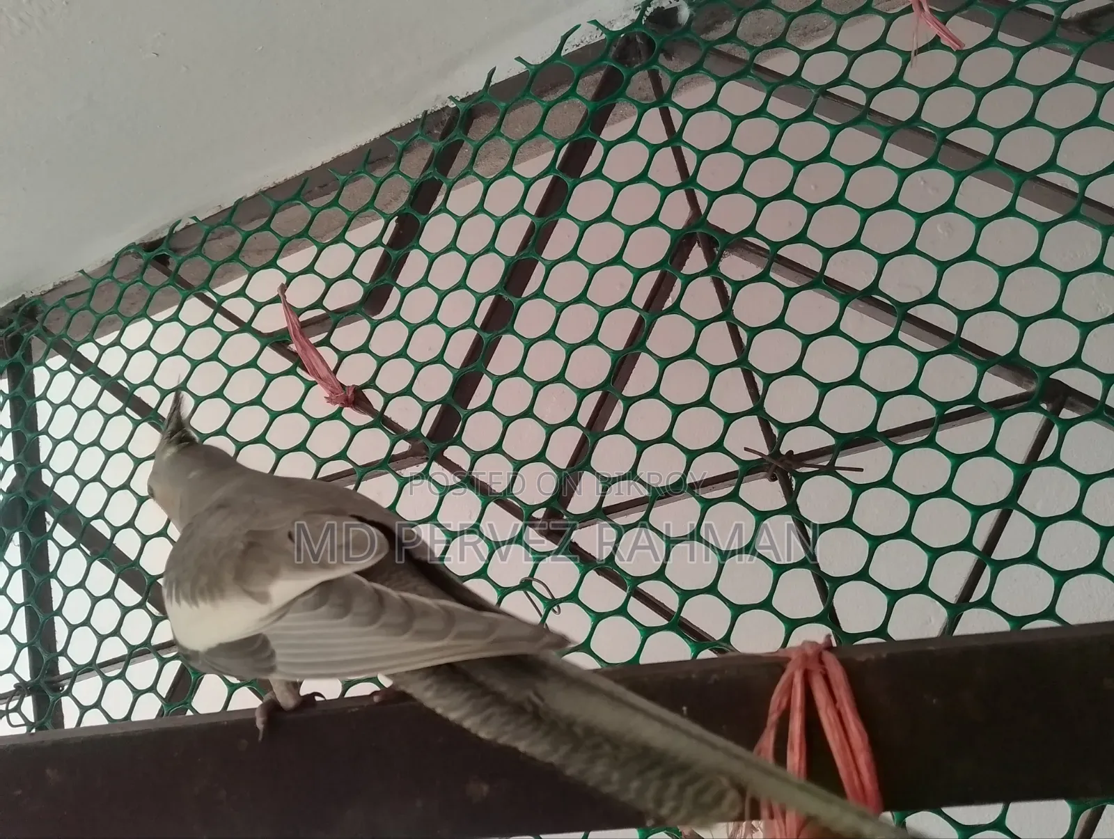ককাটেল মেইল