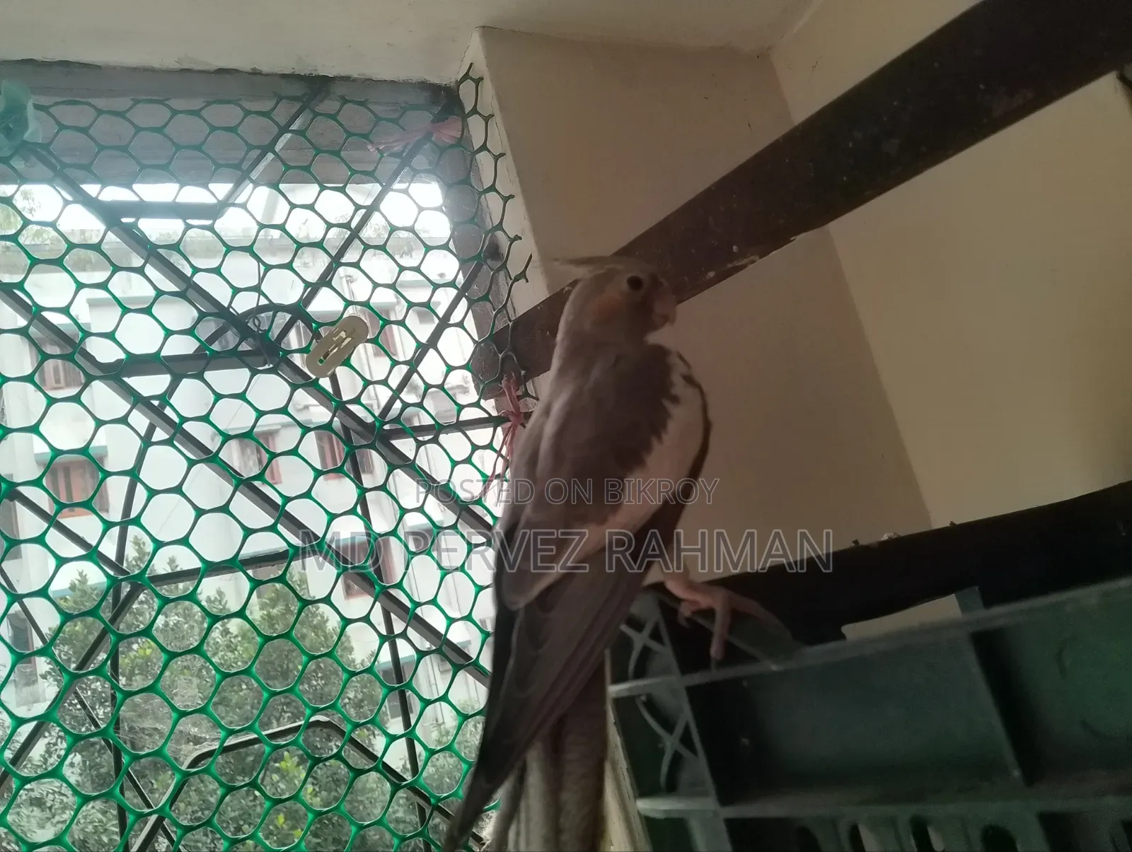 ককাটেল মেইল