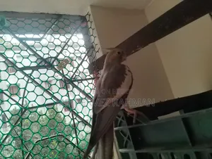ককাটেল মেইল