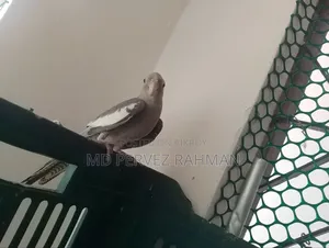ককাটেল মেইল