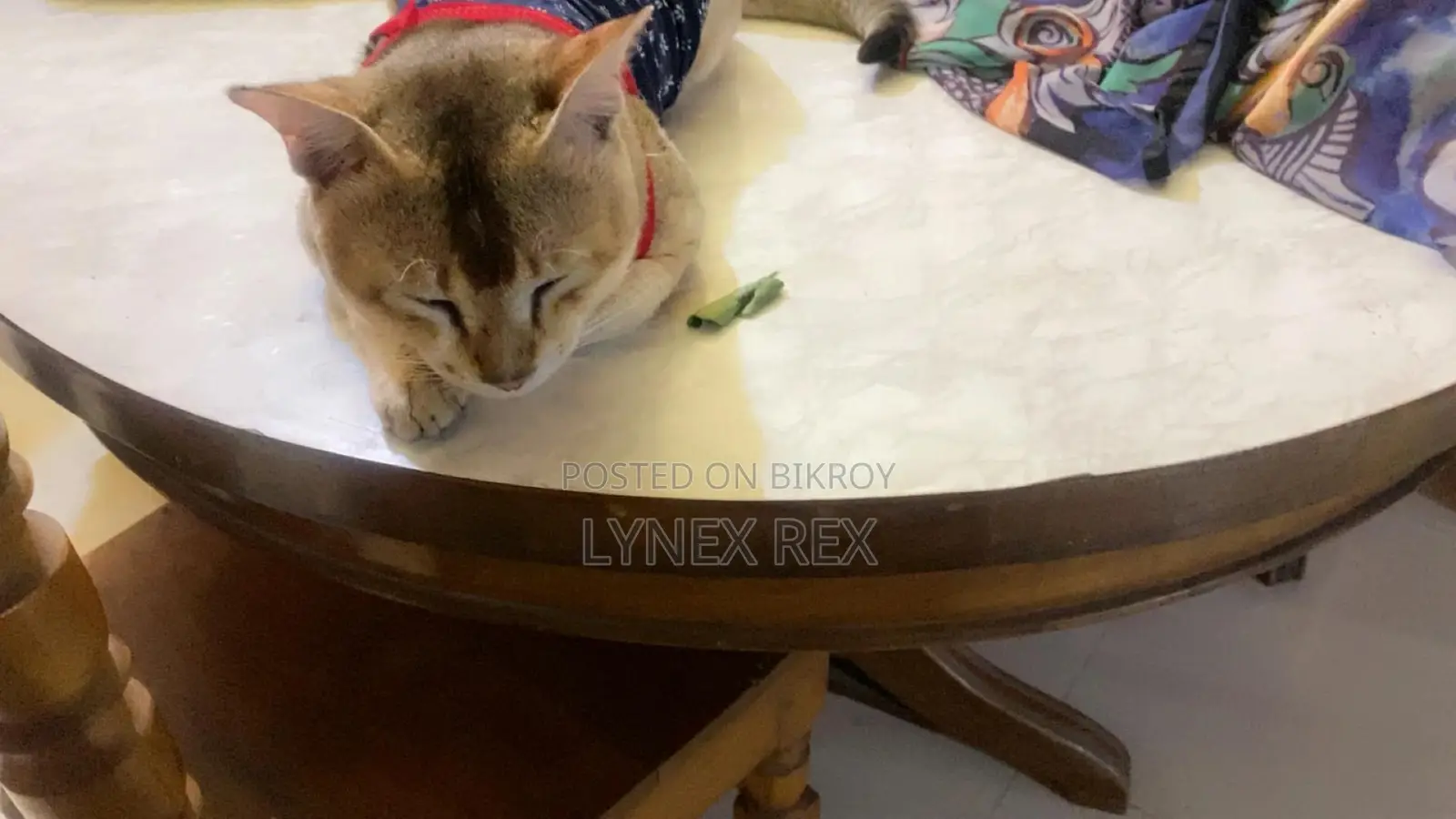 6-12 Months Male Purebred Cat