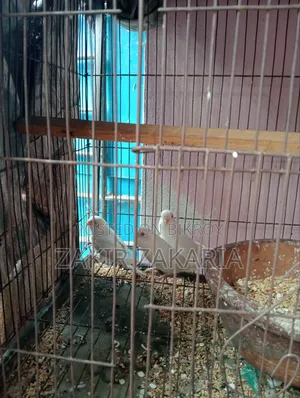 Budgie Bird
