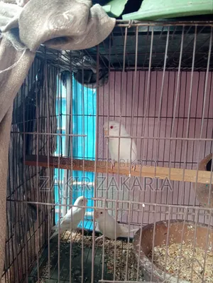 Budgie Bird