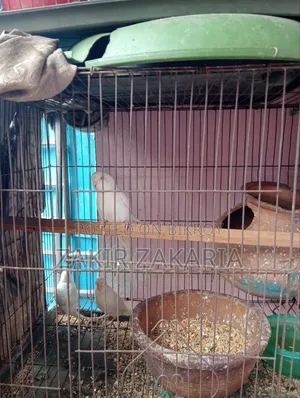 Budgie Bird