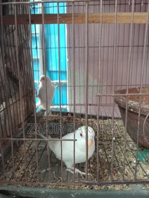Budgie Bird