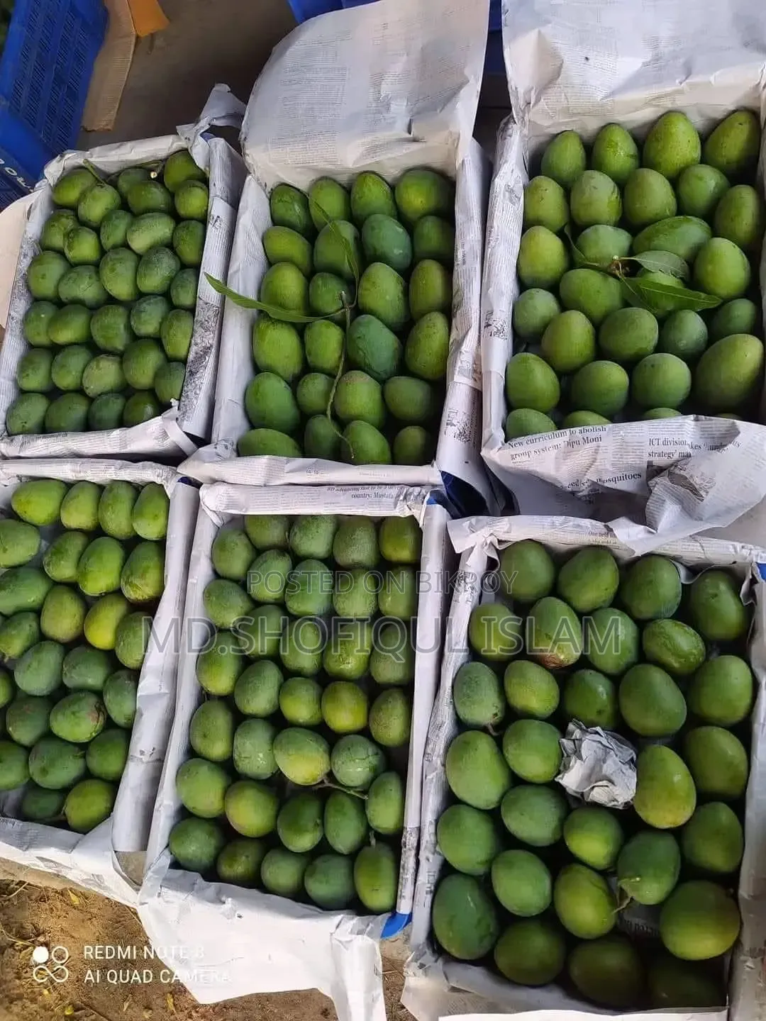 Fresh and Delicious Mangoes from Rajshahi