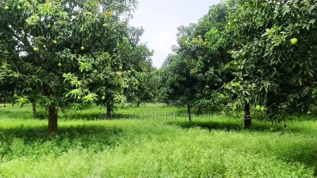 Fresh and Delicious Mangoes from Rajshahi