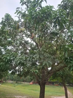 Fresh and Delicious Mangoes from Rajshahi