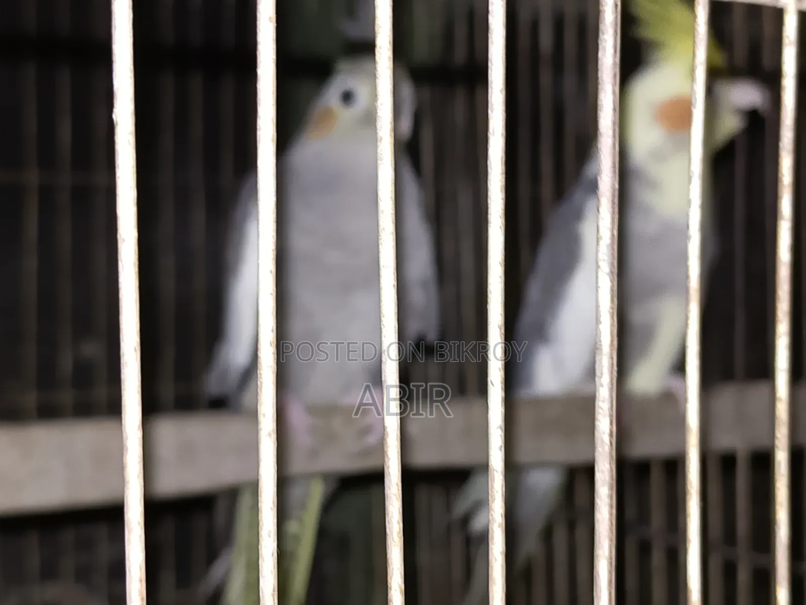 Cockatiel Bird