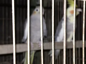 Cockatiel Bird