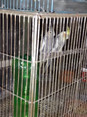 Cockatiel Bird