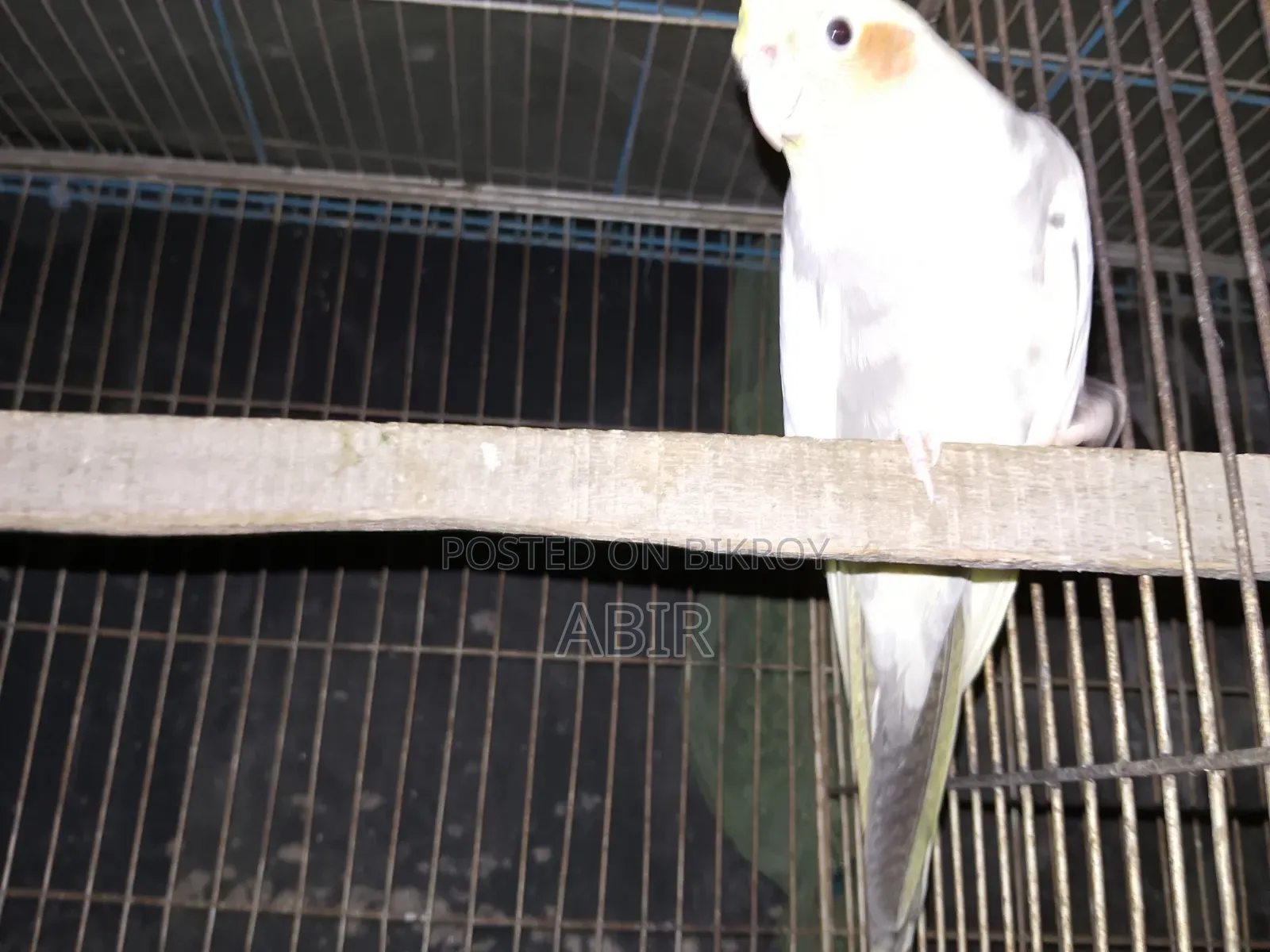 Cockatiel Bird