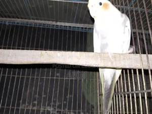 Cockatiel Bird