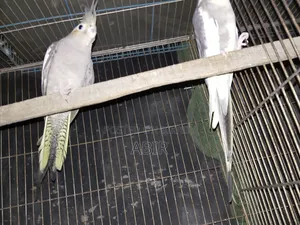 Cockatiel Bird