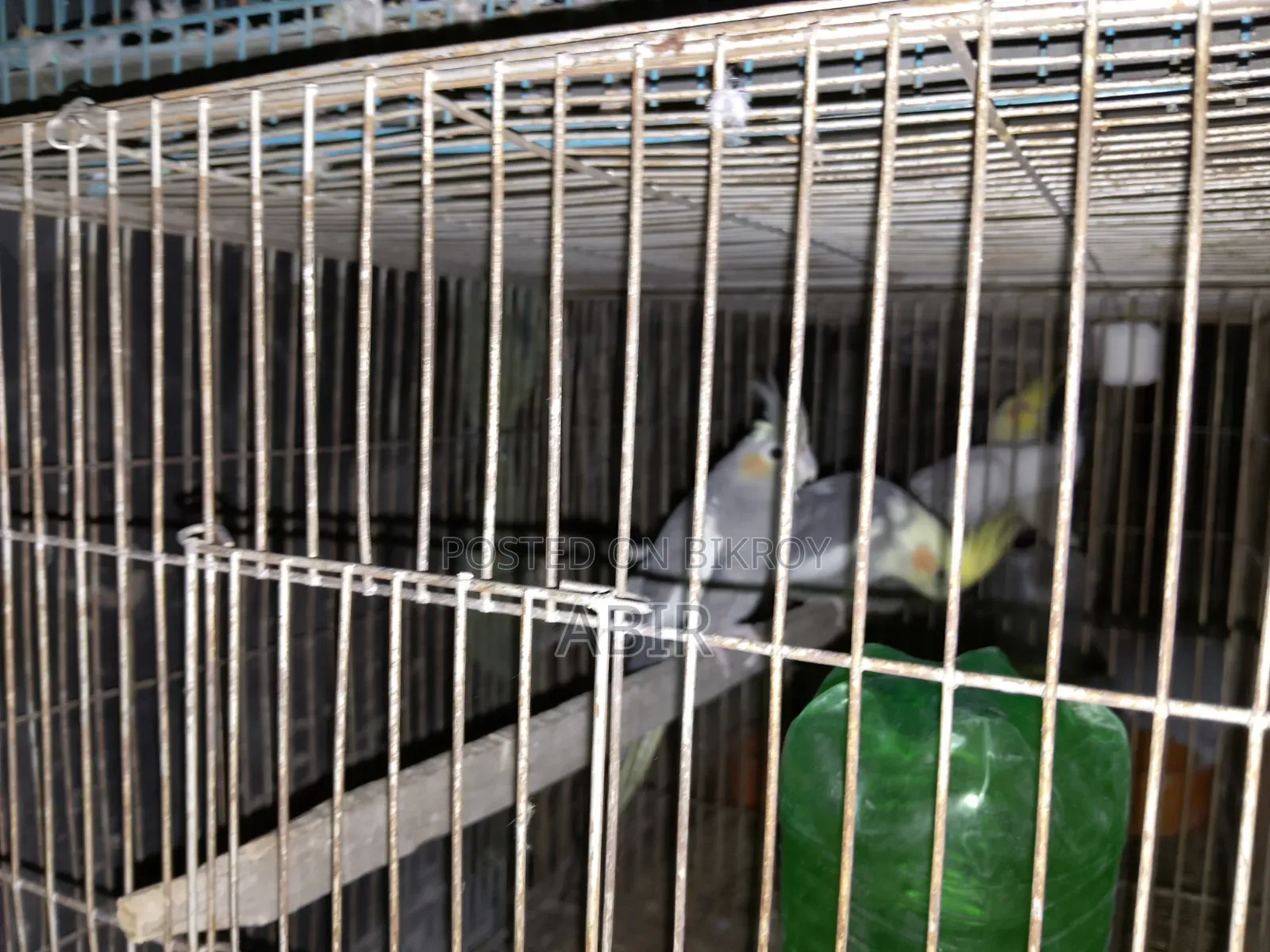 Cockatiel Bird