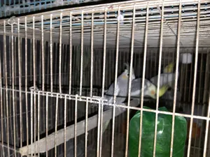 Cockatiel Bird