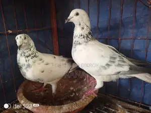 Grizel Pigeon Running Paper
