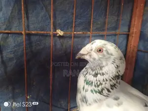 Grizel Pigeon Running Paper