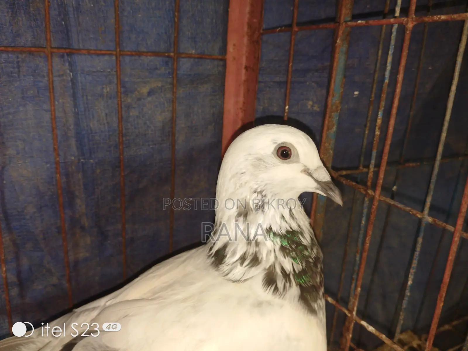 Grizel Pigeon Running Paper