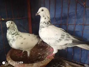 Grizel Pigeon Running Paper