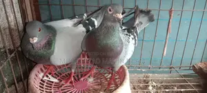 Pigeons for sale