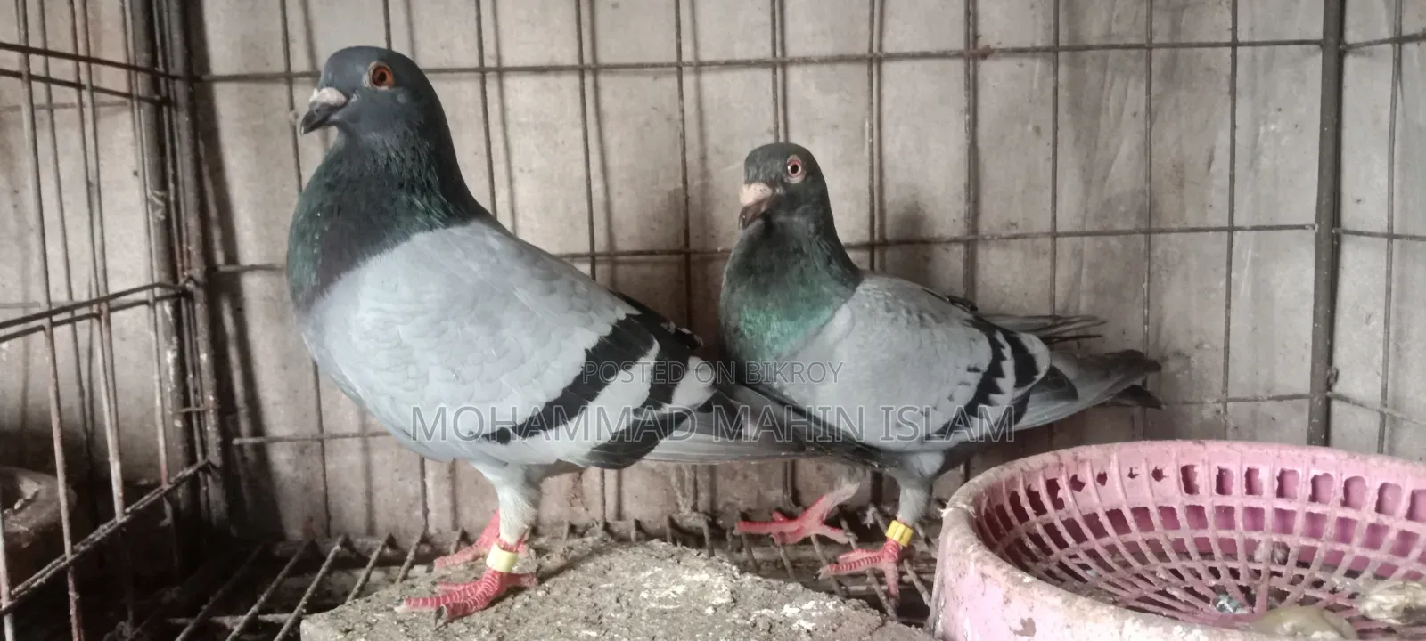 Pigeons for sale