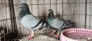 Pigeons for sale
