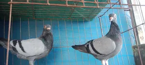 Pigeons for sale