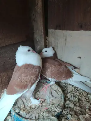 A pair of Raj Golla pigeon chicks for sale